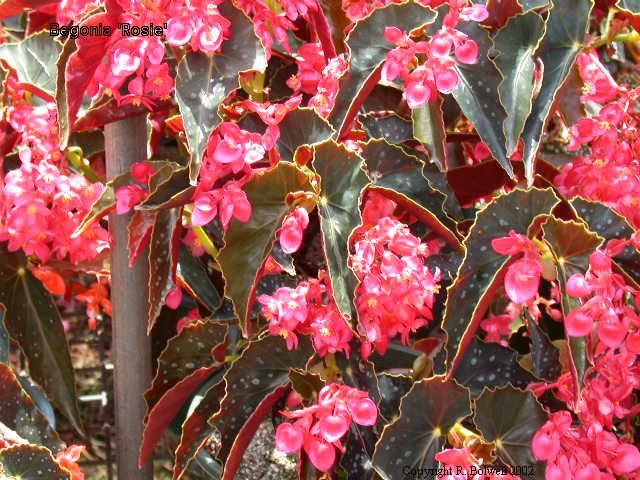 B. ‘Rosie’